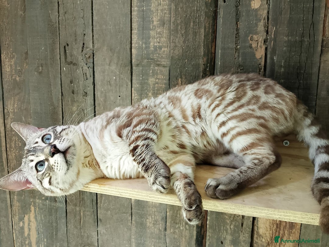 Bengala gatti in vendita: Gatto bengala snow - Annuncio 2