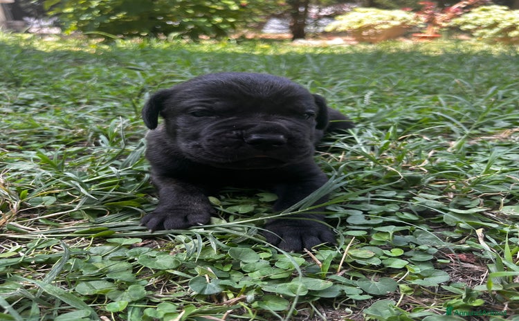 Cane Corso cani a Città Metropolitana di Bologna - Annuncio 3