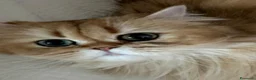 Scottish gatti in regalo: Gatta Scottish straight a pelo lungo - Annuncio 3