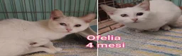 Altre razze gatti in regalo: GATTINI ADORABILI IN CERCA DI CASA  - Annuncio 5