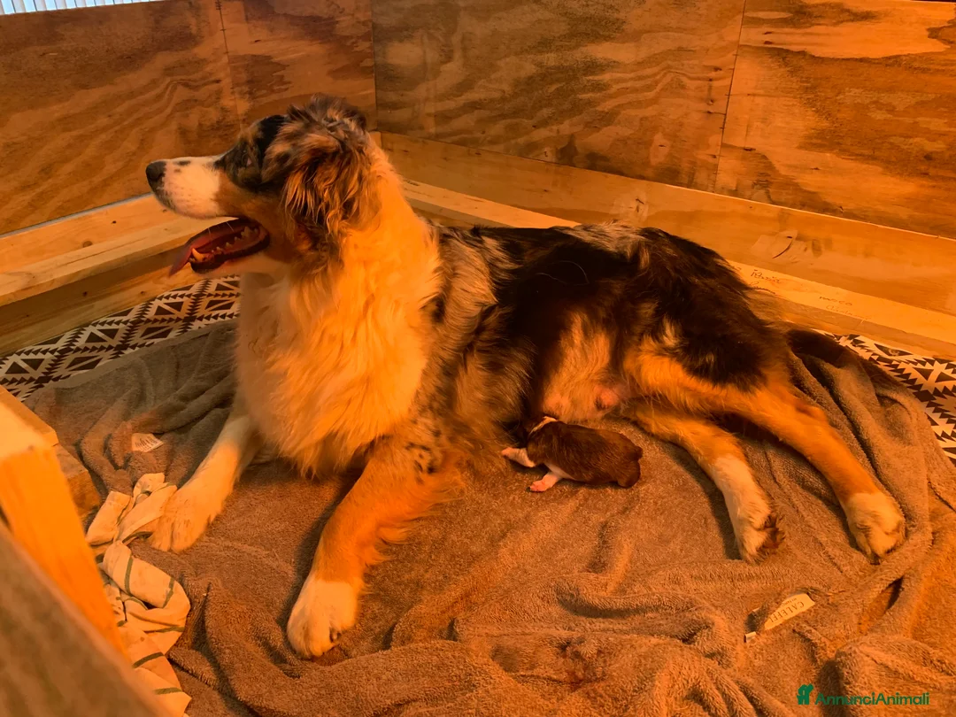 Australian Shepherd cani in vendita: Cuccioli di Pastore Australiano - Annuncio 2