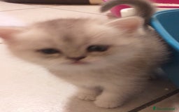 British gatti in vendita: Cuccioli British/Scottish  - Immagine 6