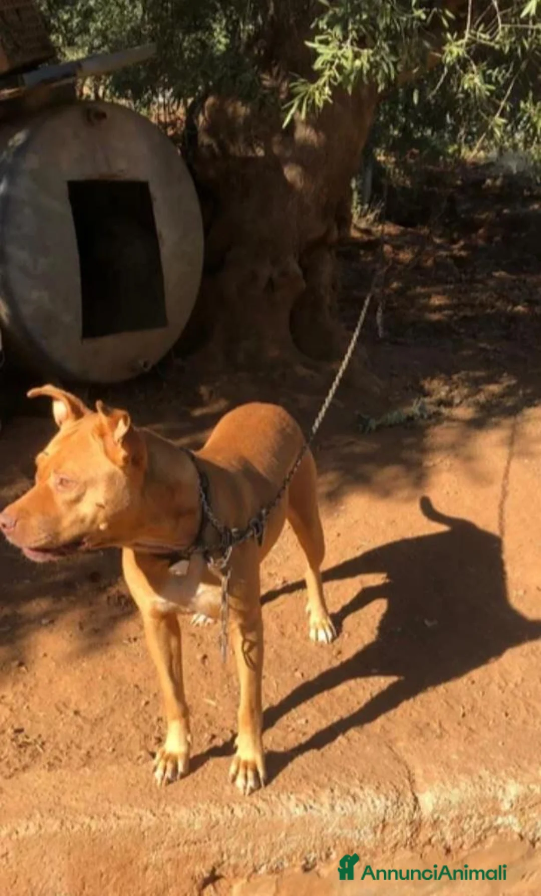 Pitbull cani in regalo: Pitbull Red Nose 2anni e 1/2buona,salvataLUINO(VA) - Annuncio 8
