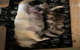 Bulldog Francese cani in vendita: Bulldog francese  a Provincia di Ascoli Piceno - Immagine 22