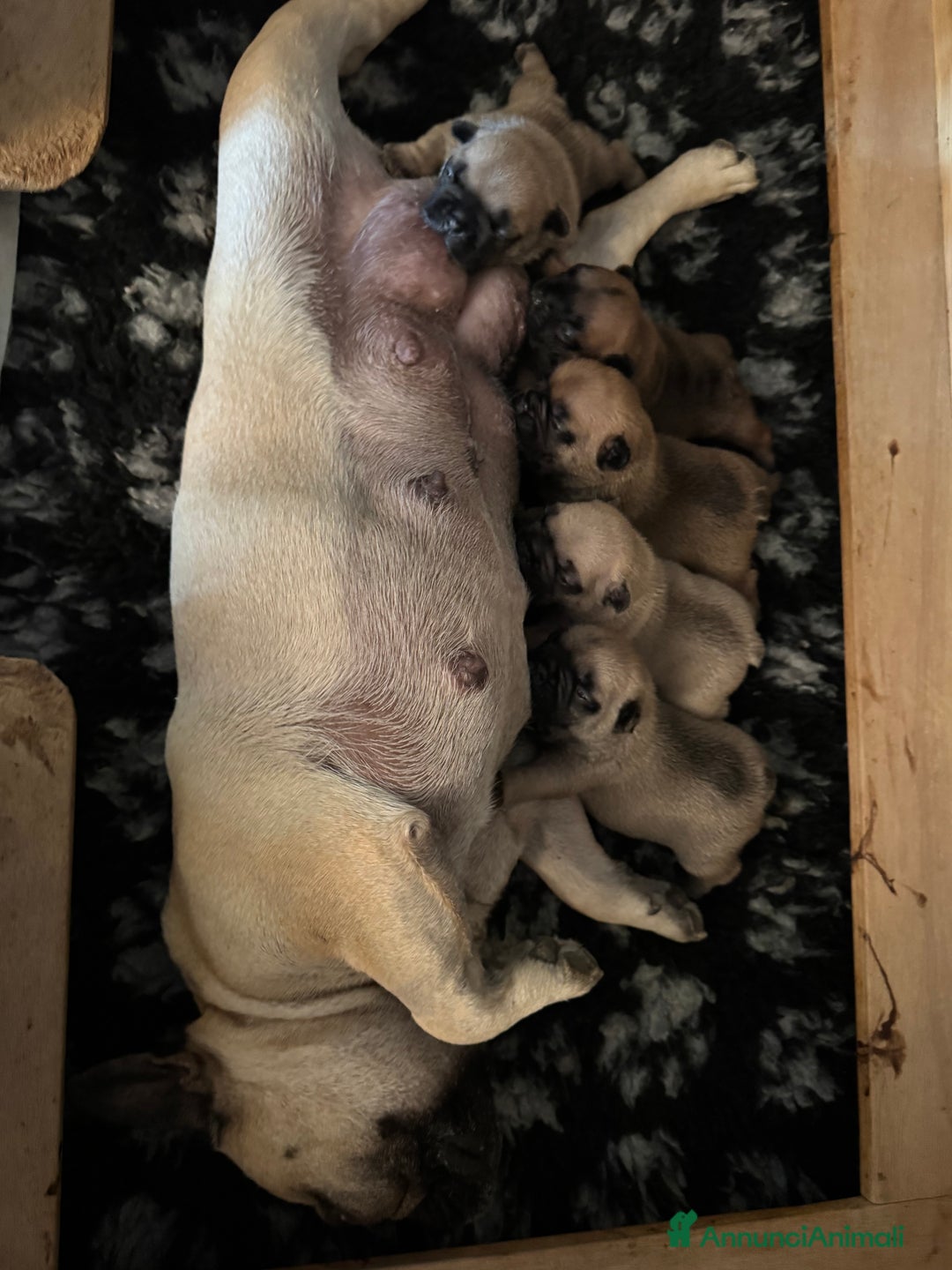 Bulldog Francese cani in vendita: Bulldog francese  a Provincia di Ascoli Piceno - Immagine 22