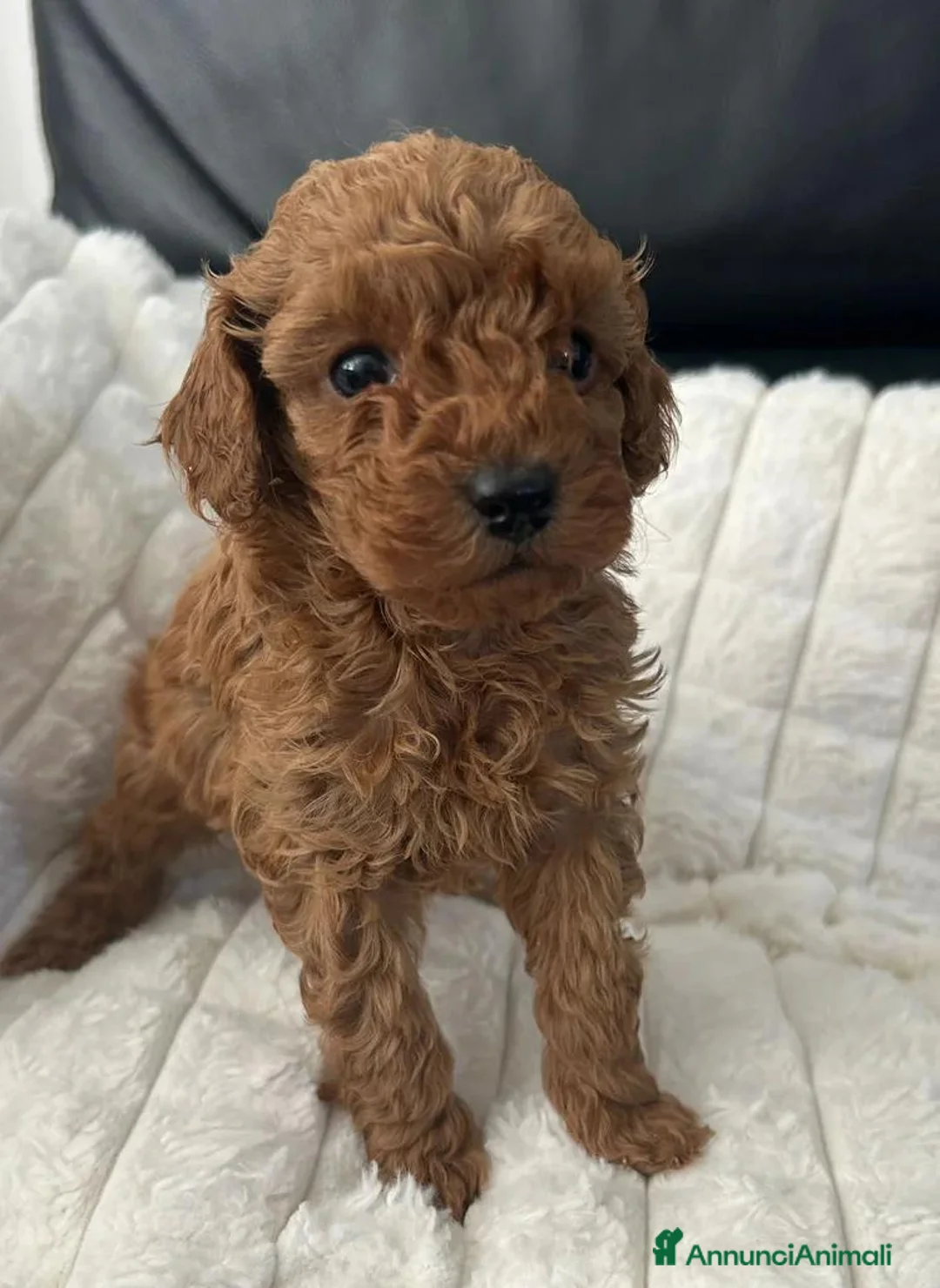 Barboncino Toy cani in vendita: Bellissimi Barboncini toy  - Annuncio 2