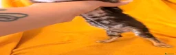 Bengala gatti in vendita: Cuccioli di Bengala - Annuncio 6
