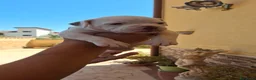 Bulldog cani in vendita: Cuccioli di bulldog americano  a Libero consorzio comunale di Agrigento - Annuncio 20