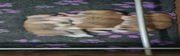 Akita Inu cani in vendita: CUCCIOLI DI AKITA INU COMO-MONZA E BRIANZA - Annuncio 12