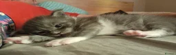 Maine Coon gatti in vendita: cuccioli maine coon a Città Metropolitana di Torino - Annuncio 3