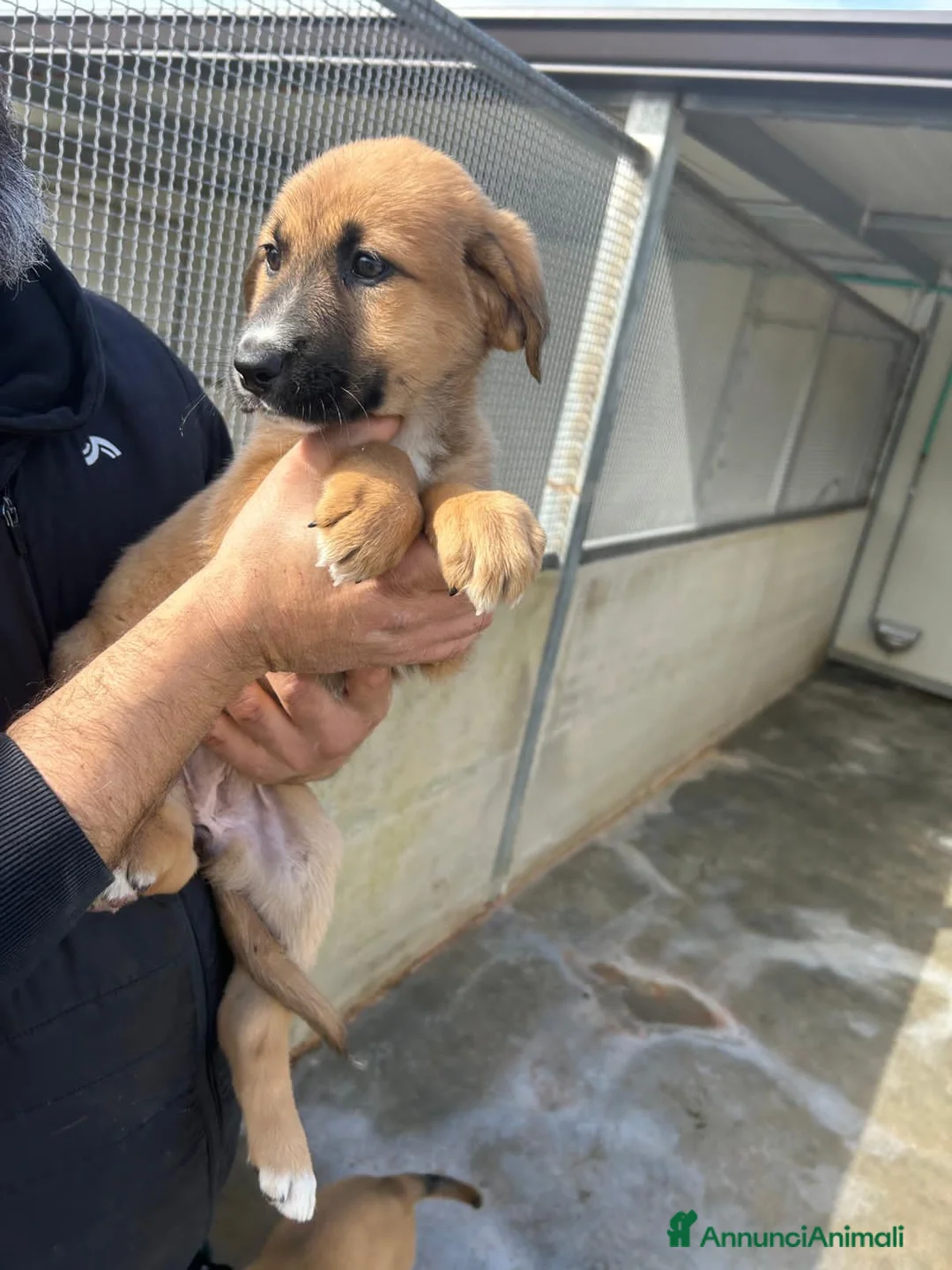 Altre razze cani in regalo: morena e alessia - Annuncio 4