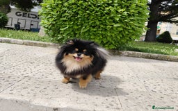 Volpino Pomerania cani in vendita: Cuccioli di Pomerania con pedigree prestigioso  - Immagine 7