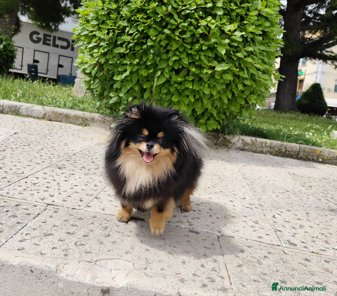 Volpino Pomerania cani in vendita: Cuccioli di Pomerania con pedigree prestigioso  - Immagine 7