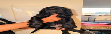 Cocker 1