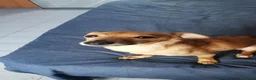 Meticcio cani in regalo: Simba meticcio a Provincia di Biella - Annuncio 2