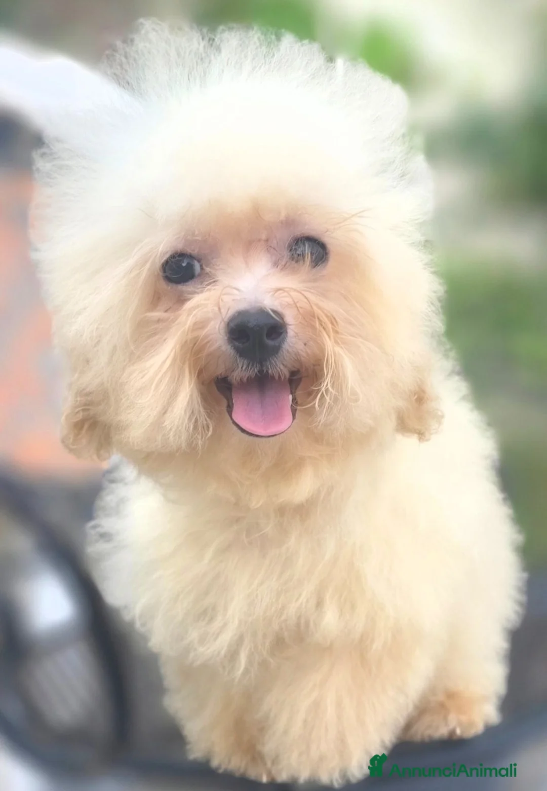 Maltipoo cani in vendita: Maltipoo - Annuncio 2