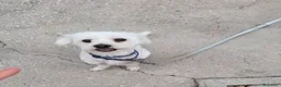 Maltese cani in regalo: Regalo cane nella provincia di Caserta  a Provincia di Caserta - Annuncio 2