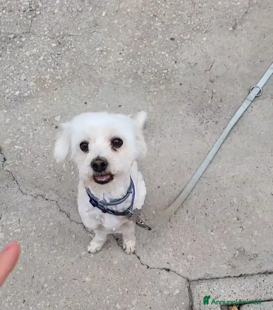 Maltese cani in regalo: Regalo cane nella provincia di Caserta  a Provincia di Caserta - Annuncio 2