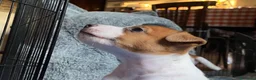Jack Russell cani in vendita: Jack Russell terrier pelo corto femmina pedigree - Annuncio 11