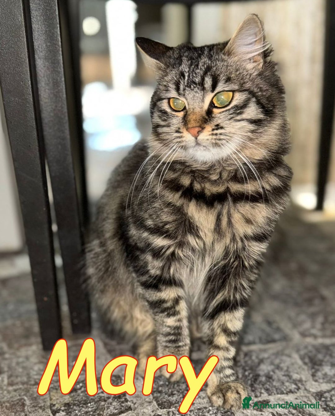 Norvegese gatti in regalo: MARY SPLENDIDA GATTINA SIMILNORVEGESE - Annuncio 1