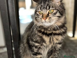 Norvegese gatti MARY SPLENDIDA GATTINA SIMILNORVEGESE - Annuncio 1