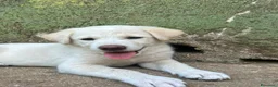 Meticcio cani in regalo: Luce cerca casa 💞 - Annuncio 1