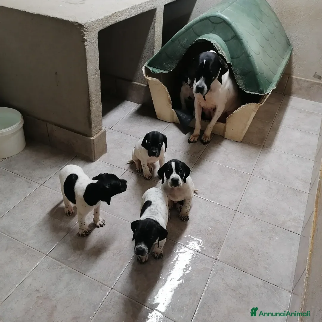 Pointer cani in vendita: POINTER INGLESE - Annuncio 6