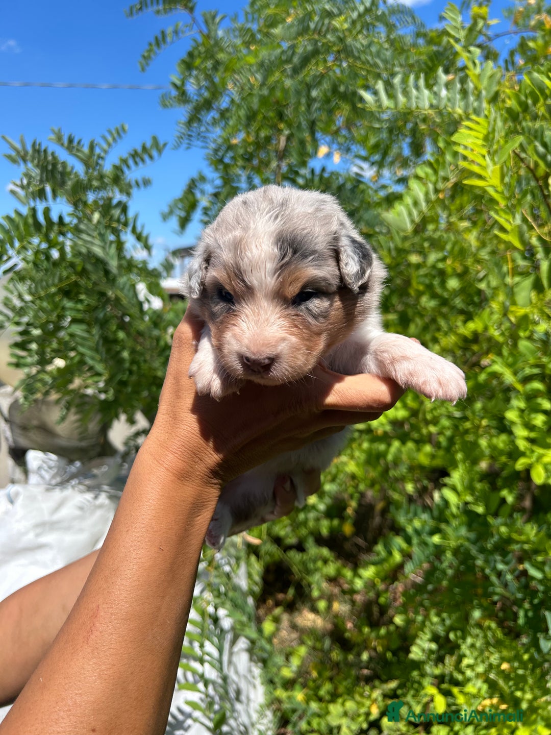 Australian Shepherd cani in vendita: 4 cuccioli pronti a settembre  a Città Metropolitana di Bologna - Immagine 1