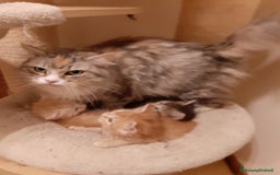 Siberiano gatti in vendita: Splendidi cuccioli gatto siberiano disponibili a Città Metropolitana di Torino - Immagine 12