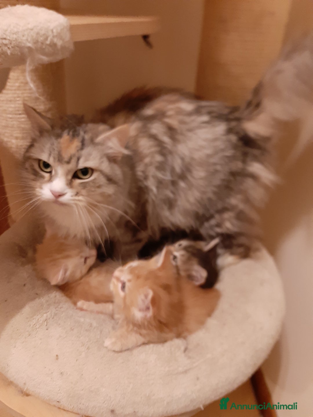 Siberiano gatti in vendita: Splendidi cuccioli gatto siberiano disponibili a Città Metropolitana di Torino - Immagine 12