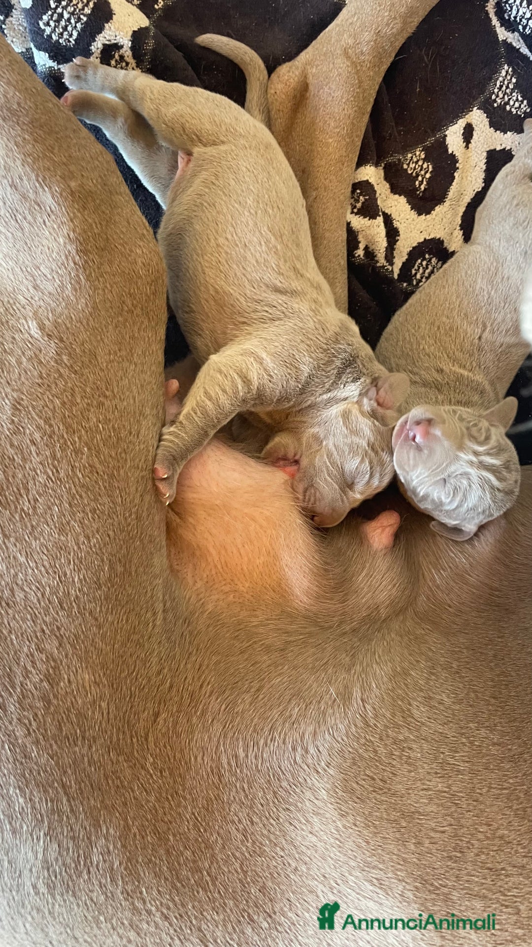 Weimaraner cani in vendita: Cuccioli di Weimarainer - Annuncio 9