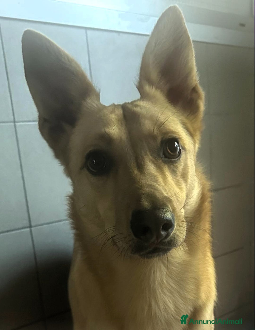 Meticcio cani in regalo: MANUEL CERCA CASA - Annuncio 8