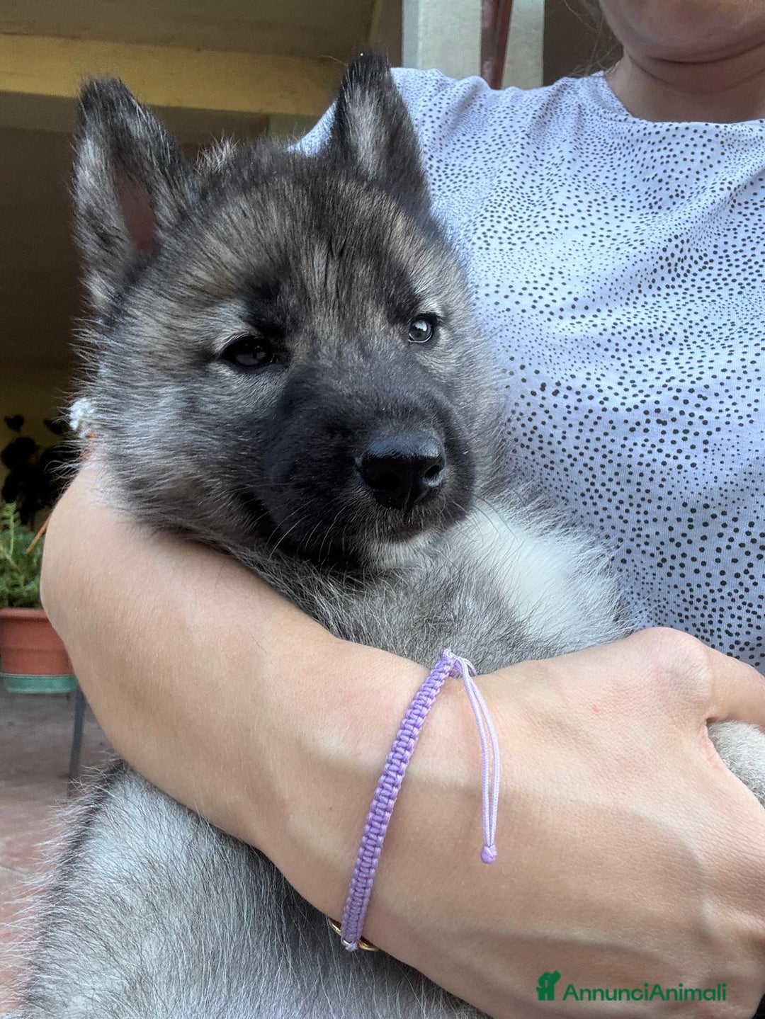 Husky cani in vendita: CUCCIOLI DI SIBERIAN HUSKY a Provincia di Perugia - Immagine 3