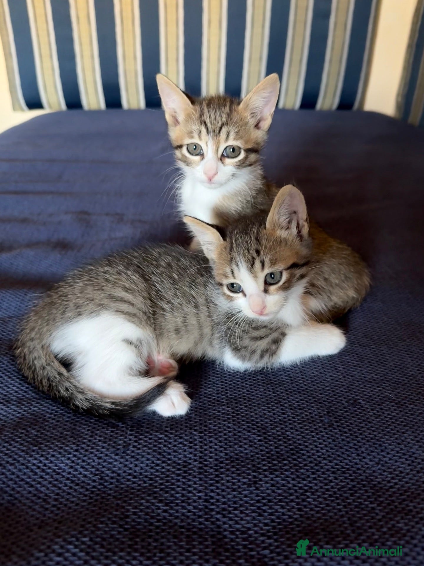 Europeo gatti Gattini trovatelli  - Annuncio 10