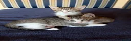 Europeo gatti in regalo: Gattini trovatelli  - Annuncio 1
