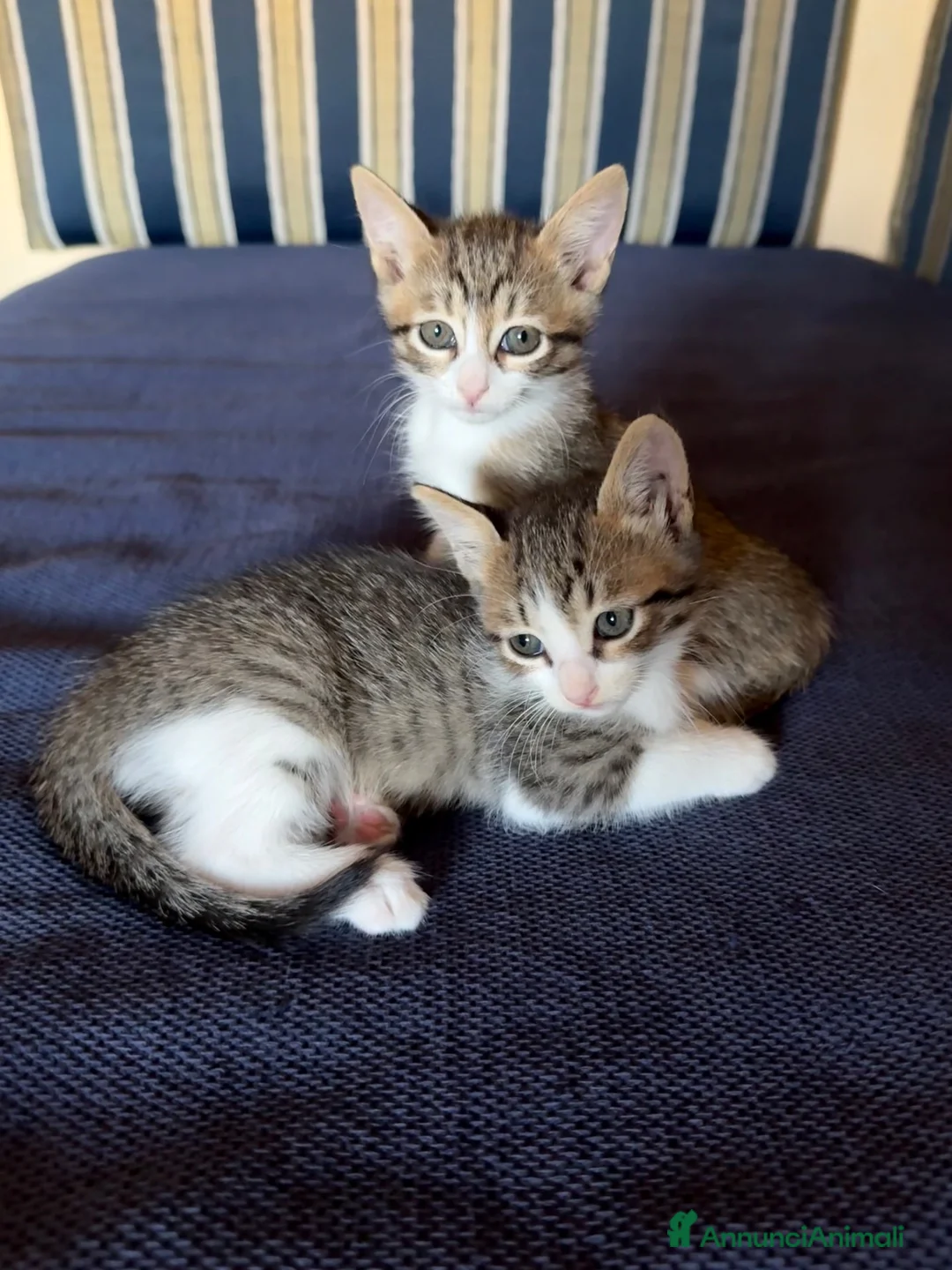 Europeo gatti in regalo: Gattini trovatelli  - Annuncio 1