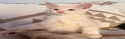 Maine Coon gatti in vendita: Allevamento Maine Coon Misty Woods - Annuncio 29