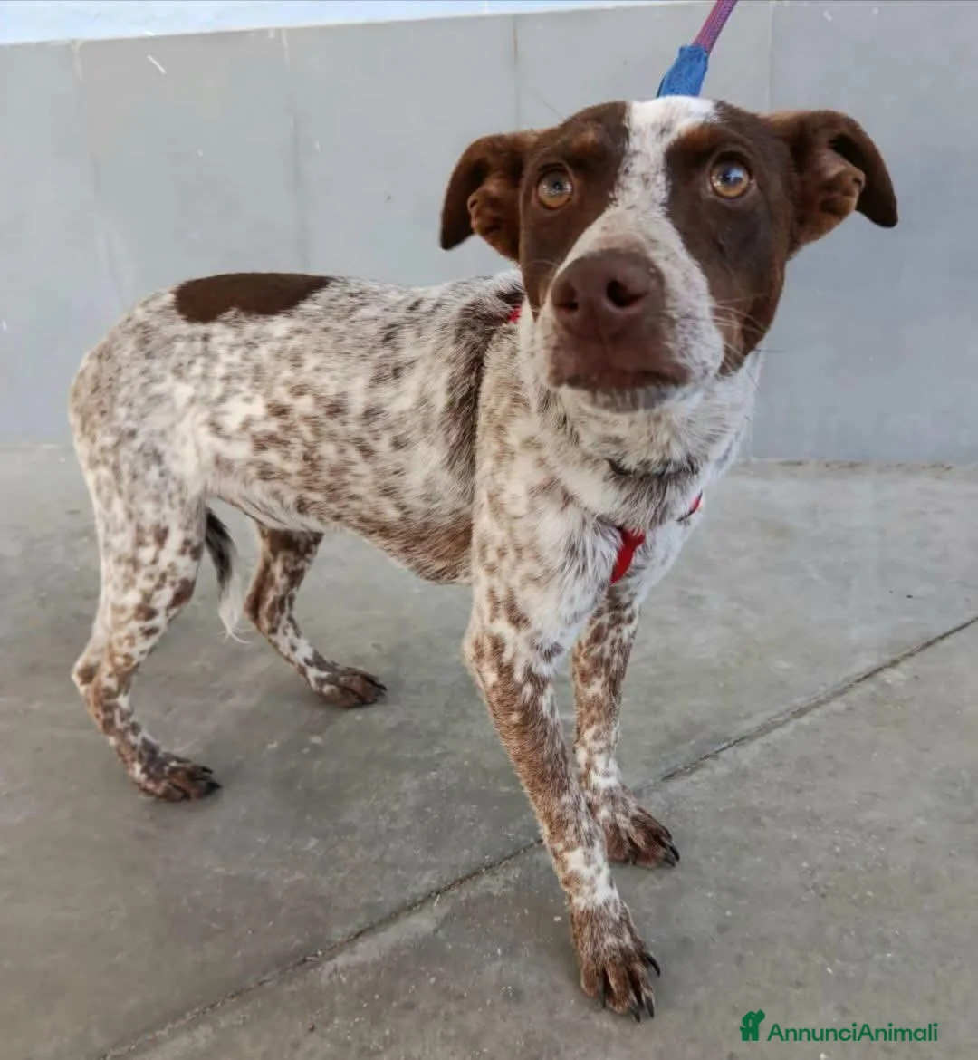 Meticcio cani in regalo: 1 anno 12 chili, dolce e simpatico  - Annuncio 1