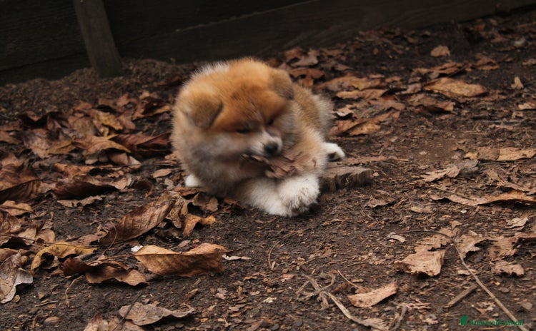 Akita Inu cani - Annuncio 7