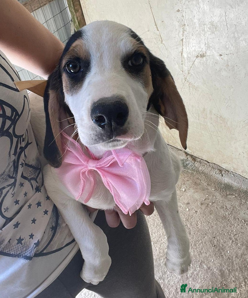 Meticcio cani TENERE SORELLINE DA AMARE - Annuncio 14