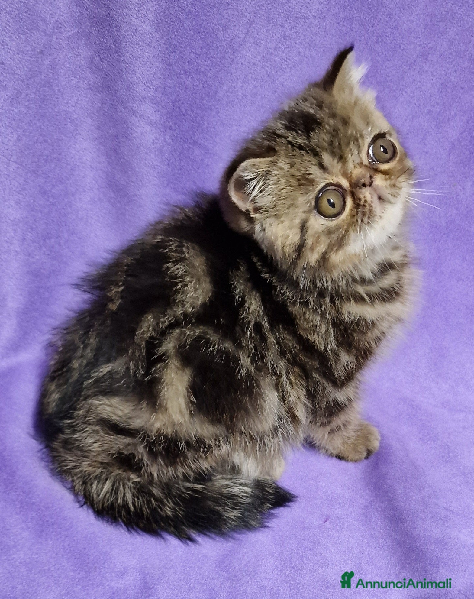 Exotic Shorthair gatti Cucciolo exotic shorthair - Annuncio 20