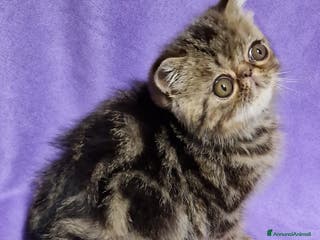 Exotic Shorthair gatti Cucciolo exotic shorthair - Annuncio 6
