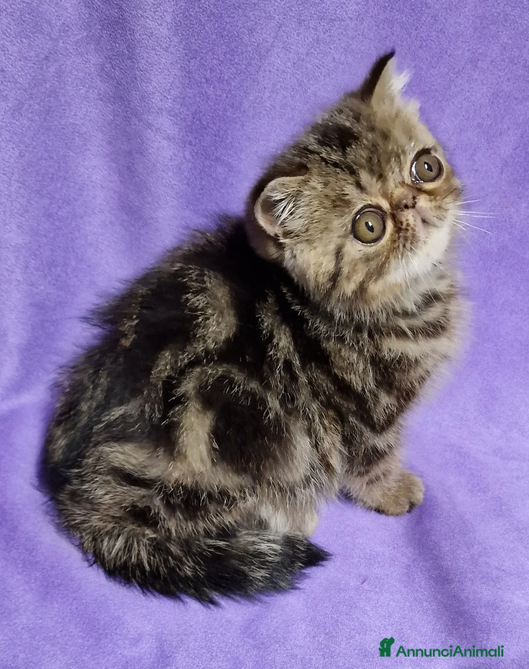 Exotic Shorthair gatti in vendita: Cucciolo exotic shorthair - Annuncio 1