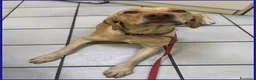 Meticcio cani in regalo: BAGIGIO splendido cucciolone a Città metropolitana di Milano - Annuncio 7