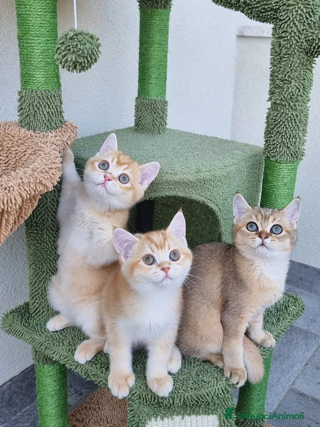 Immagine della galleria {{count}}