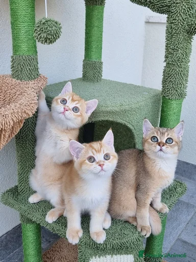 Immagine della galleria {{count}}