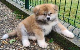 Akita Inu cani in vendita: CUCCIOLI DI AKITA - MONZA/BRIANZA E COMO a Province of Como - Immagine 15