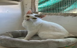 Europeo gatti in regalo: Giovane gatta bianca dolcissima a Metropolitan City of Rome Capital - Immagine 5