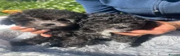 Barboncino Toy cani in vendita: Barboncino Toy  - Annuncio 1