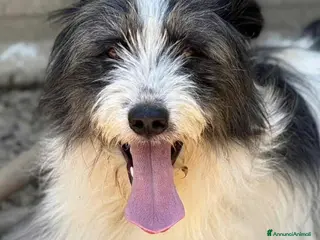 Meticcio cani MORGAN, buffissimo cagnolone tutto pelo! - Annuncio 25